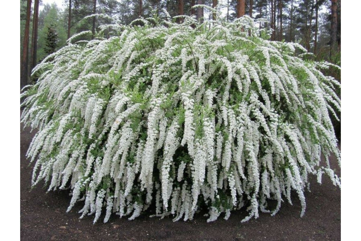Спирея серая Grefsheim