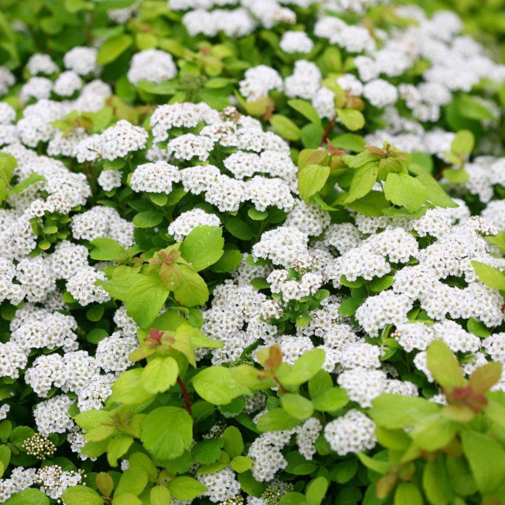 Спирея березолистная (Spiraea betulifolia `Tor`)