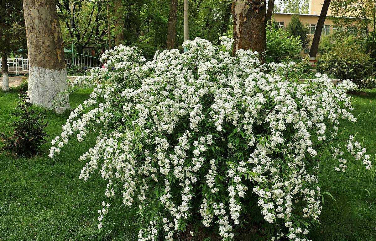 Спирея метельчатая белая