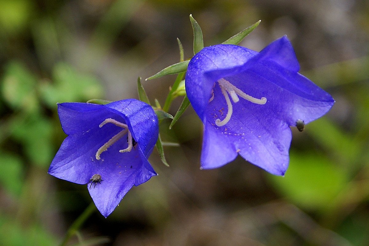 Колокольчик персиколистный (Campanula persicifolia)