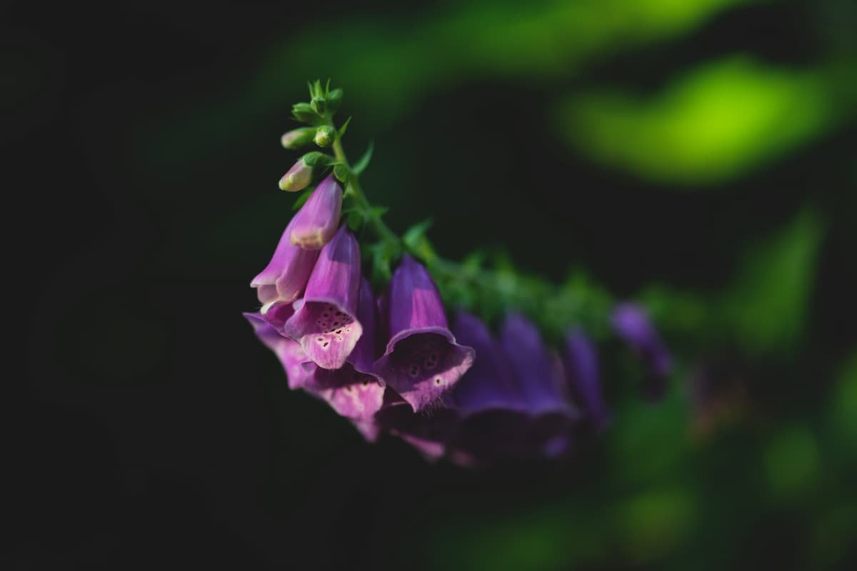 Purple Foxglove on Black background