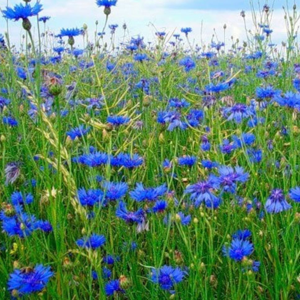 Василек синий (Centaurea cyanus)