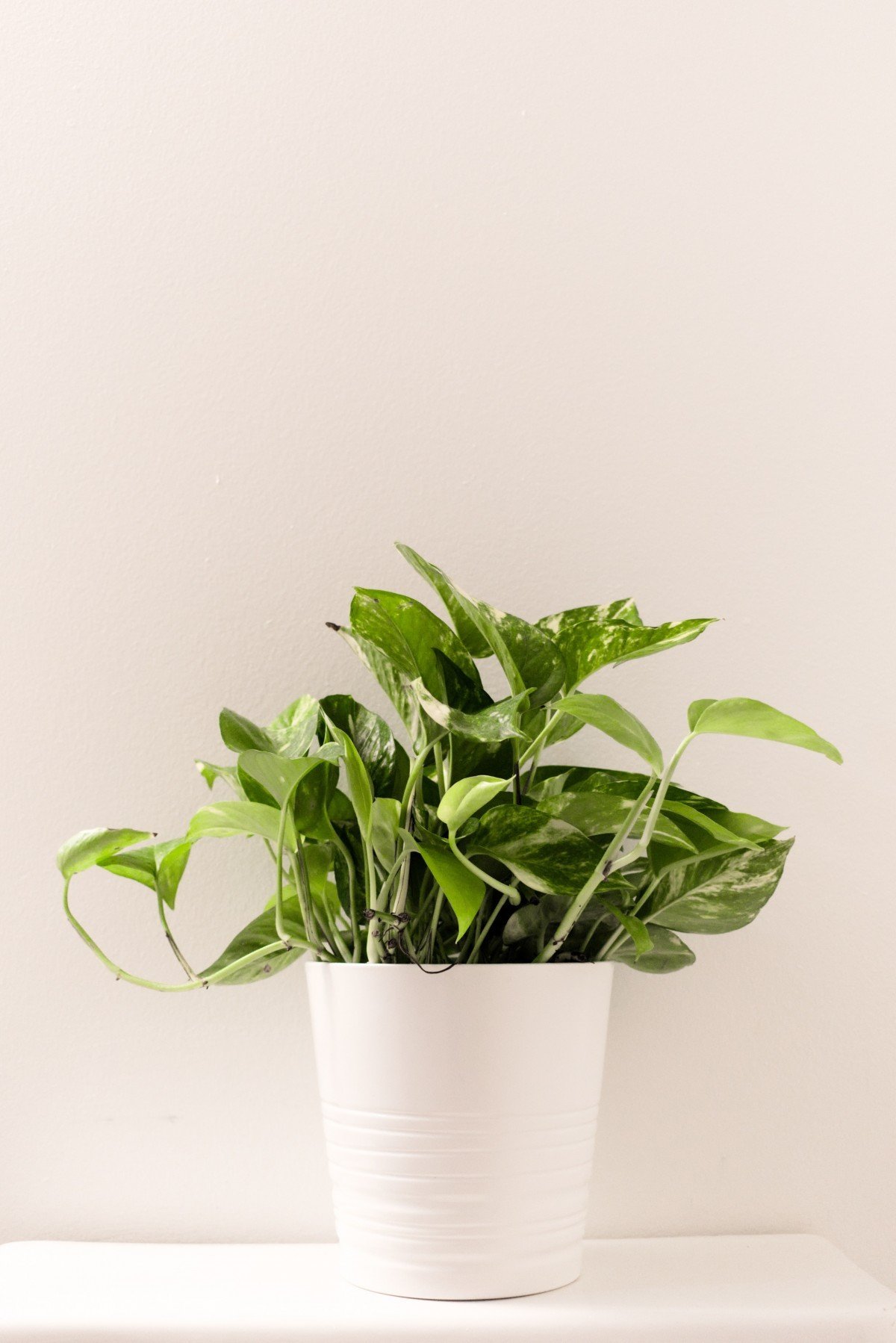Potted Plant Эпипремнум