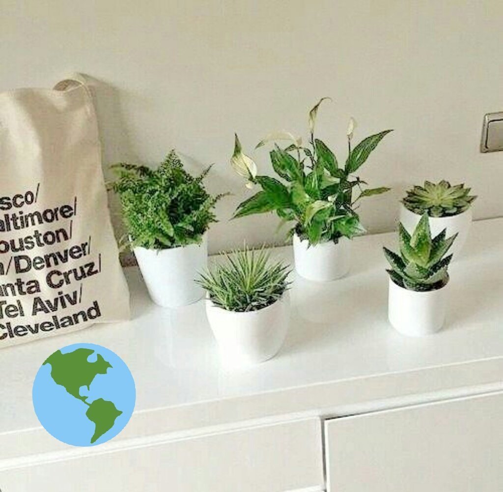 Растения Эстетика