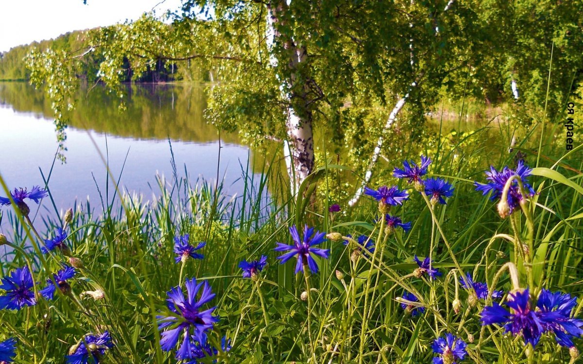 Природа васильки