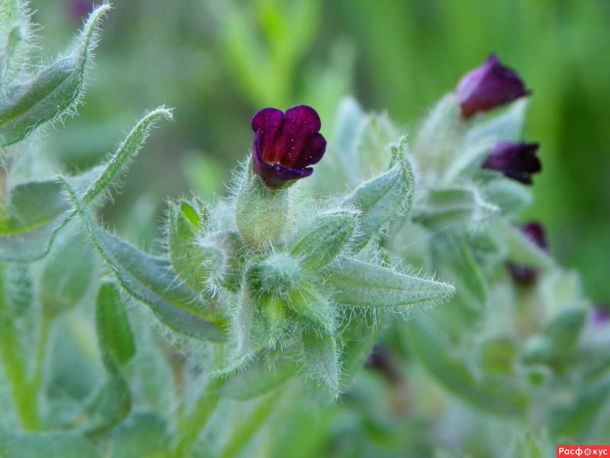 Чернокорень (куриная слепота, Cynoglossum officinale)