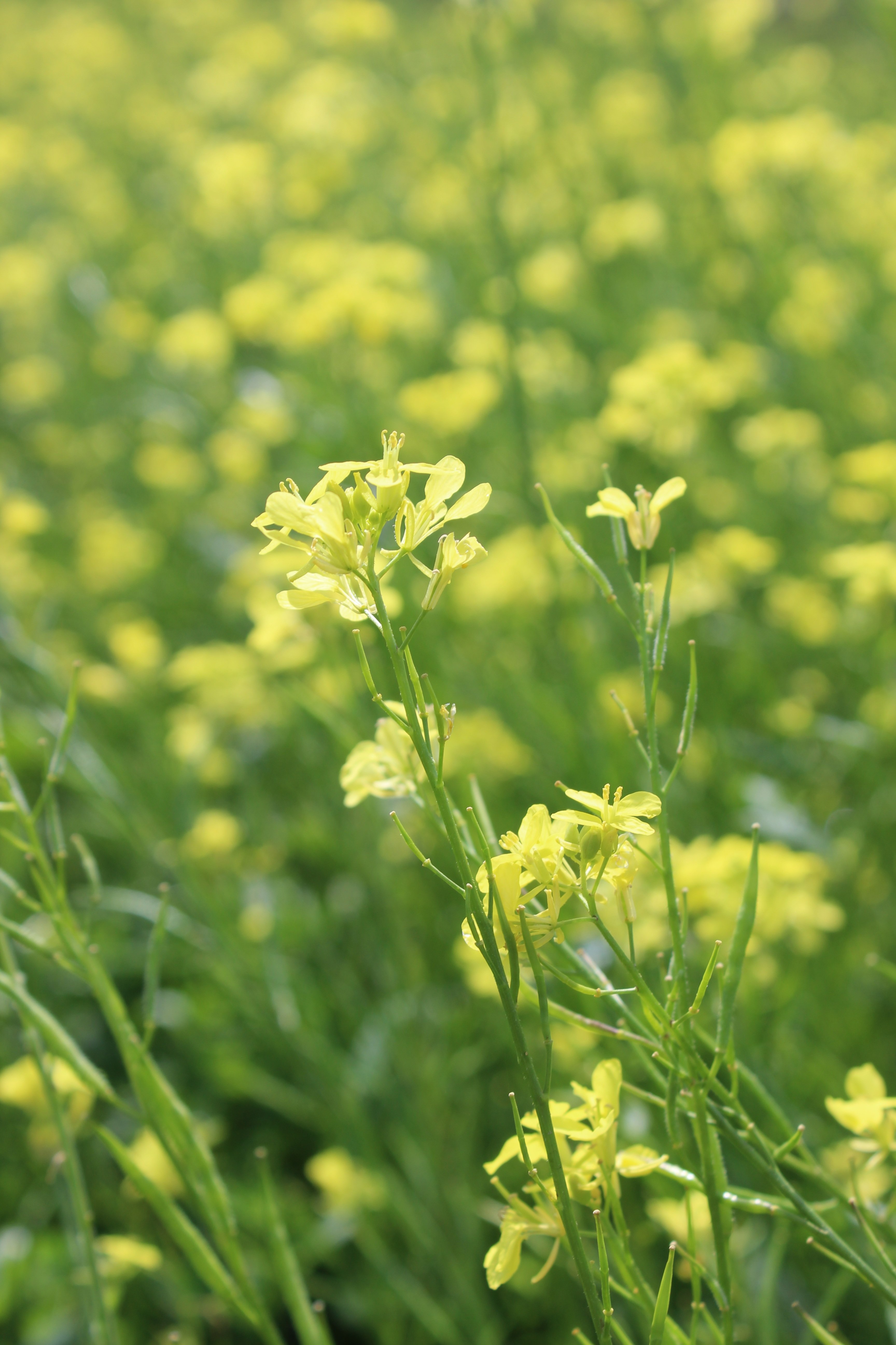 Желтая трава название. Желтый цветок полевой рапс. Многолистник Луговой. Многолистник полевой желтый. Желтый душистый цветок Луговой.