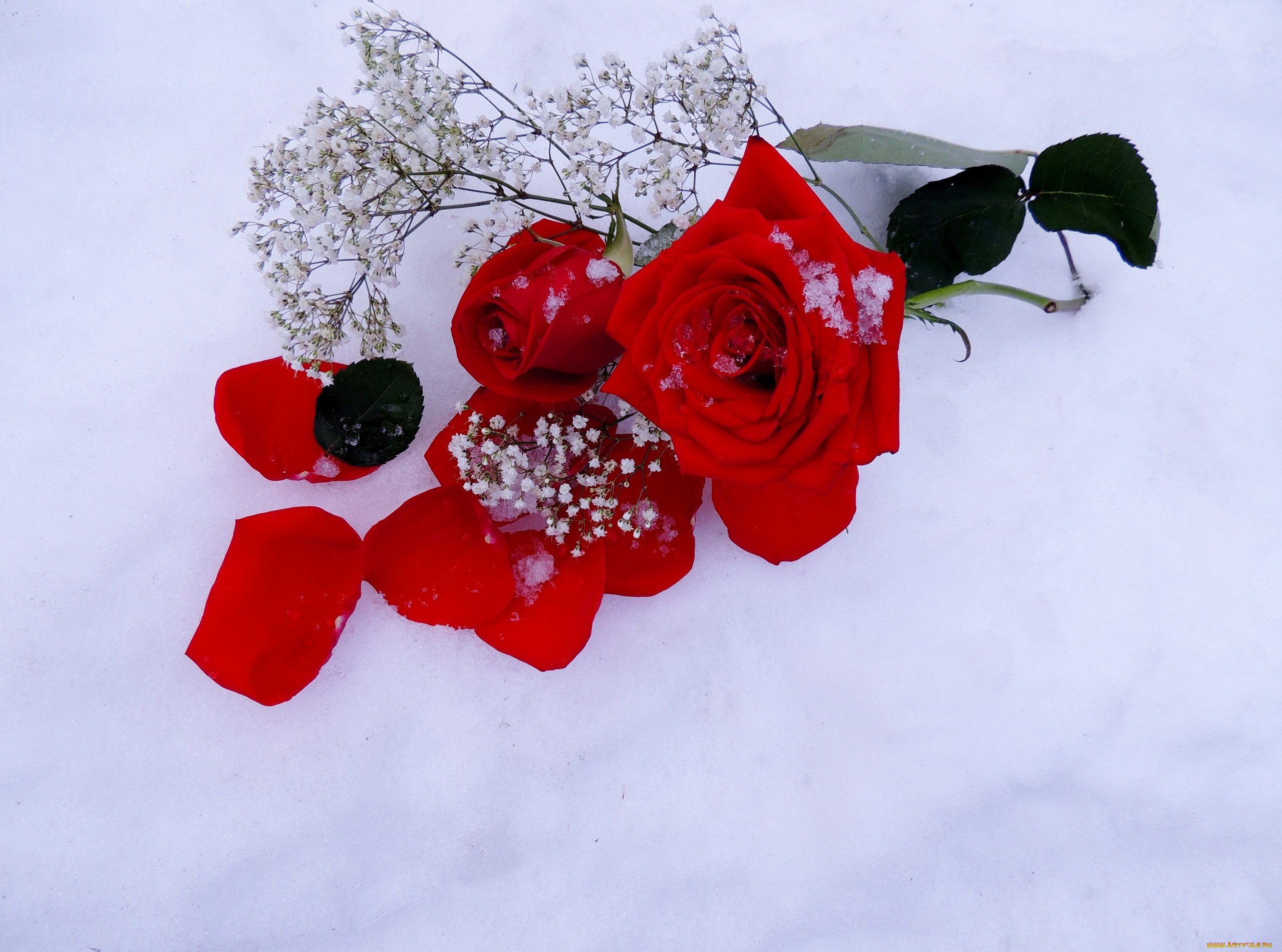 Красивые розы снег. Цветы в снегу. Розы на снегу. Букет роз на снегу.