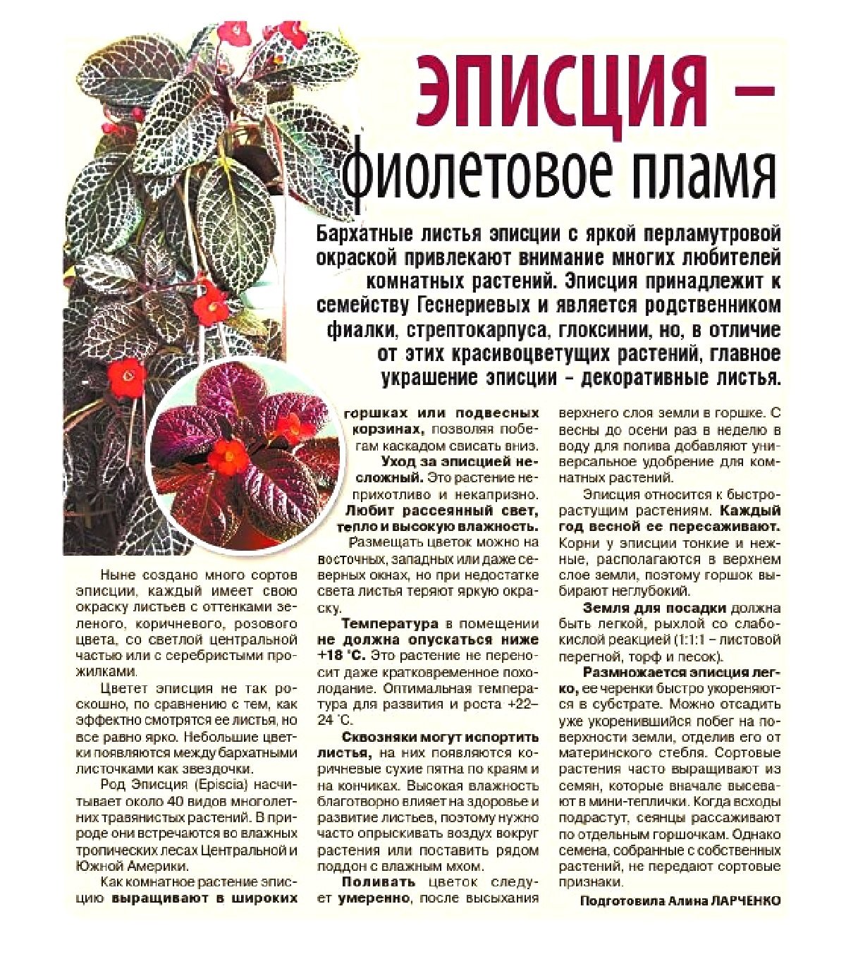 Схема цветка эписции