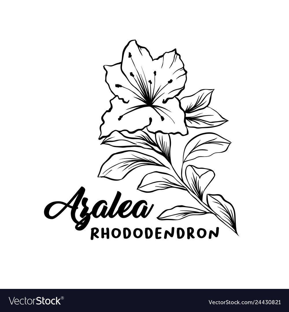 Азалия вектор