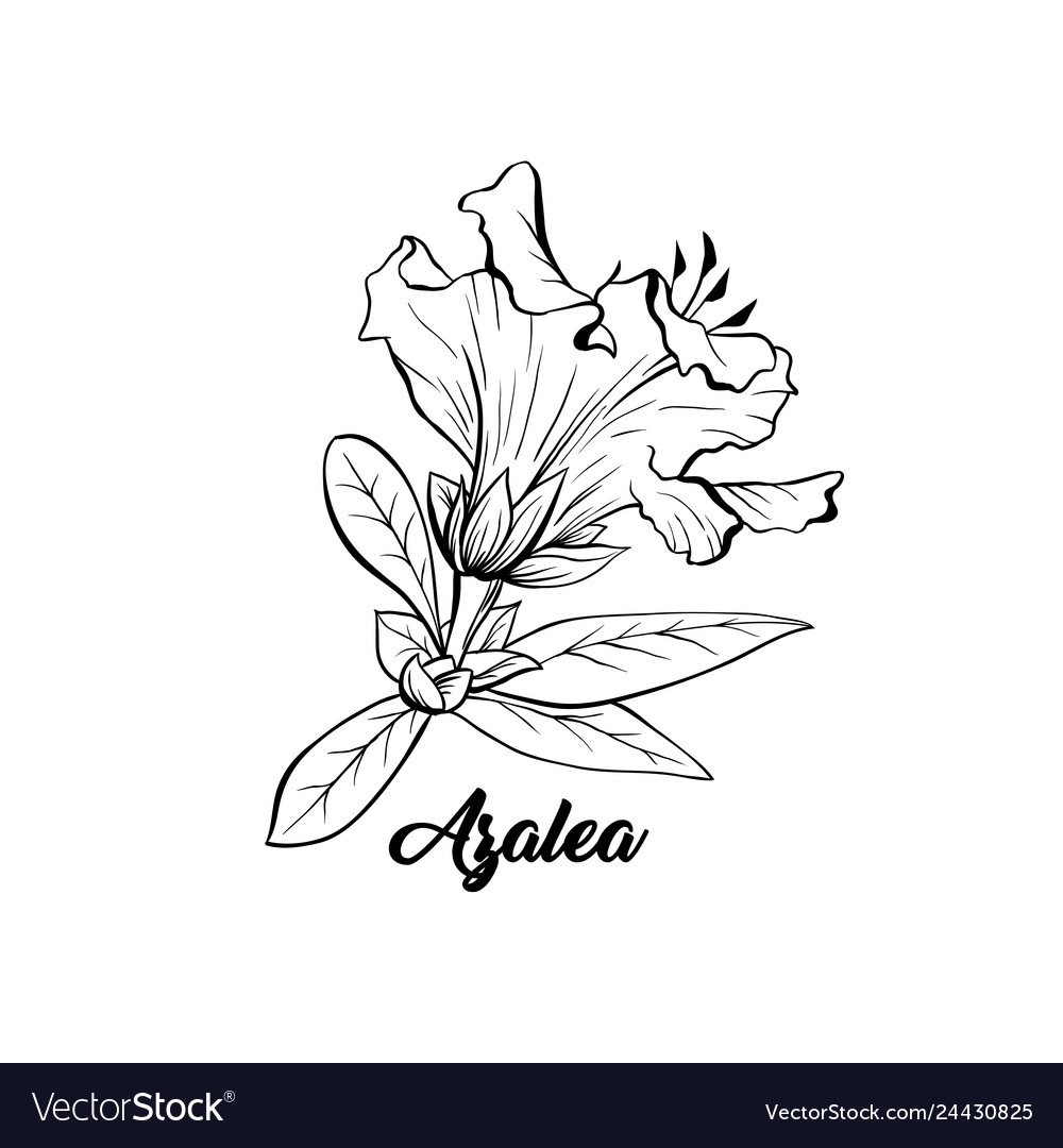 Эскиз Азалии для тату
