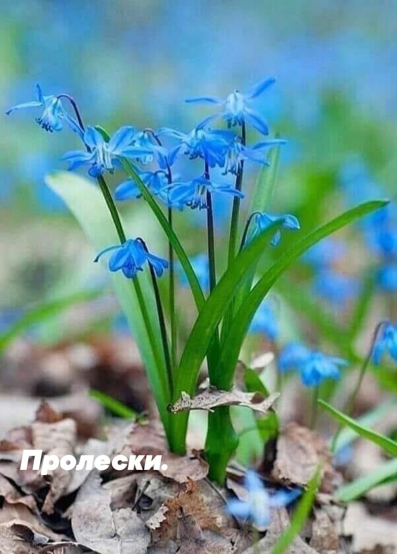 Пролески и подснежники
