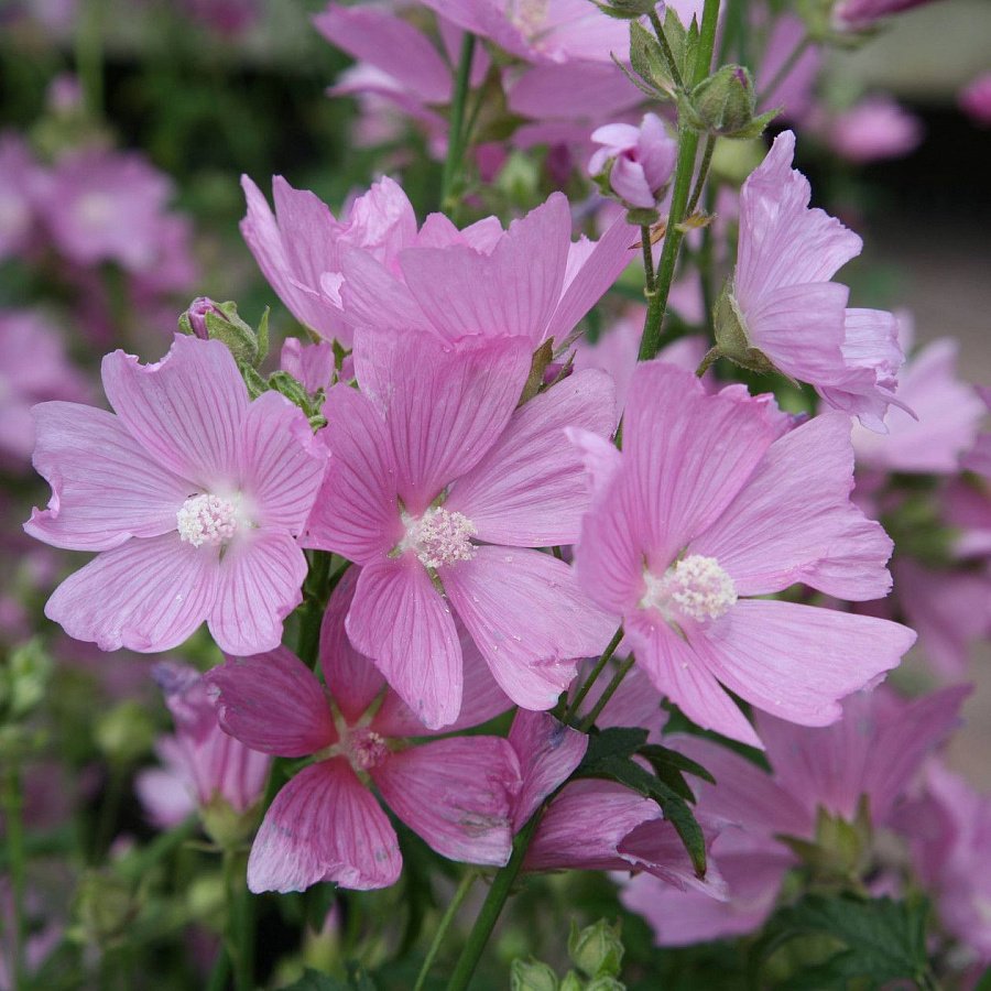 Мальва мускусная rosea