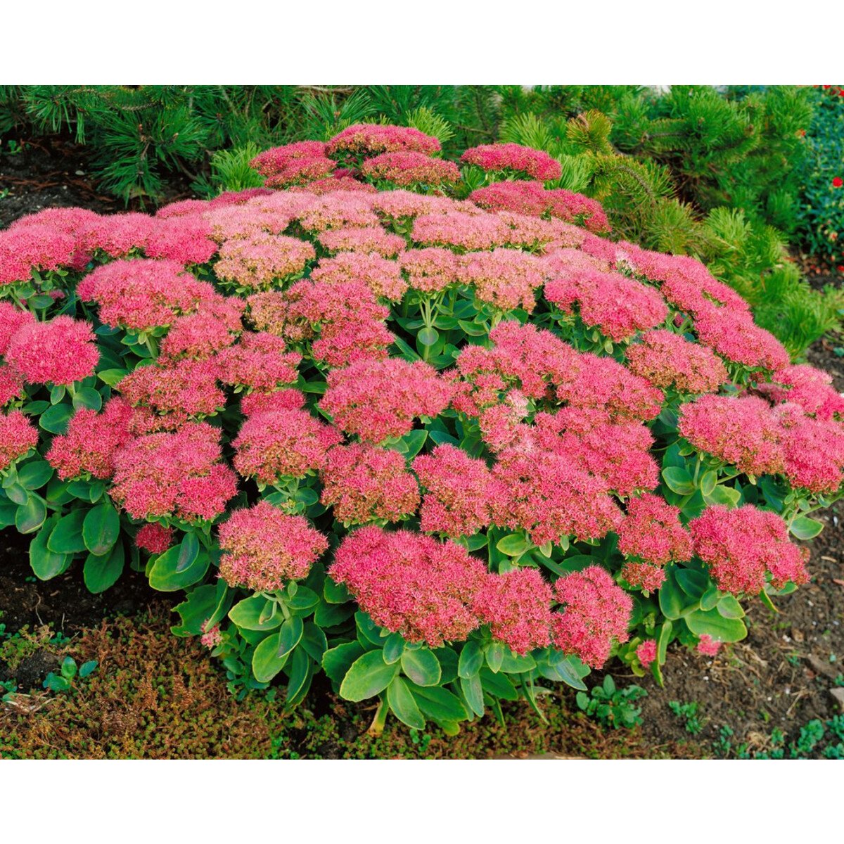 Очиток Видный (Sedum spectabile)