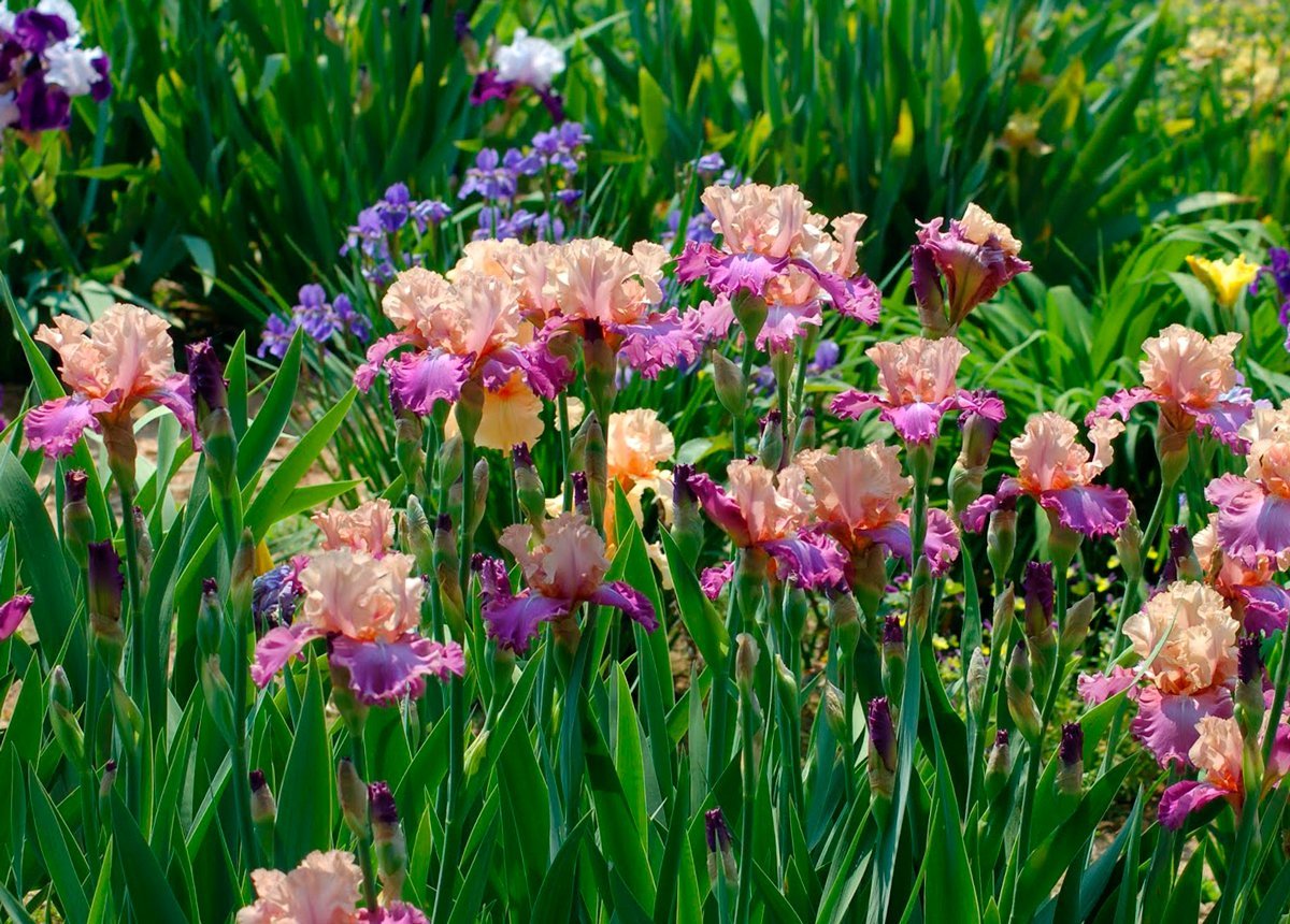 Ирис садовый (Iris Hybrid)