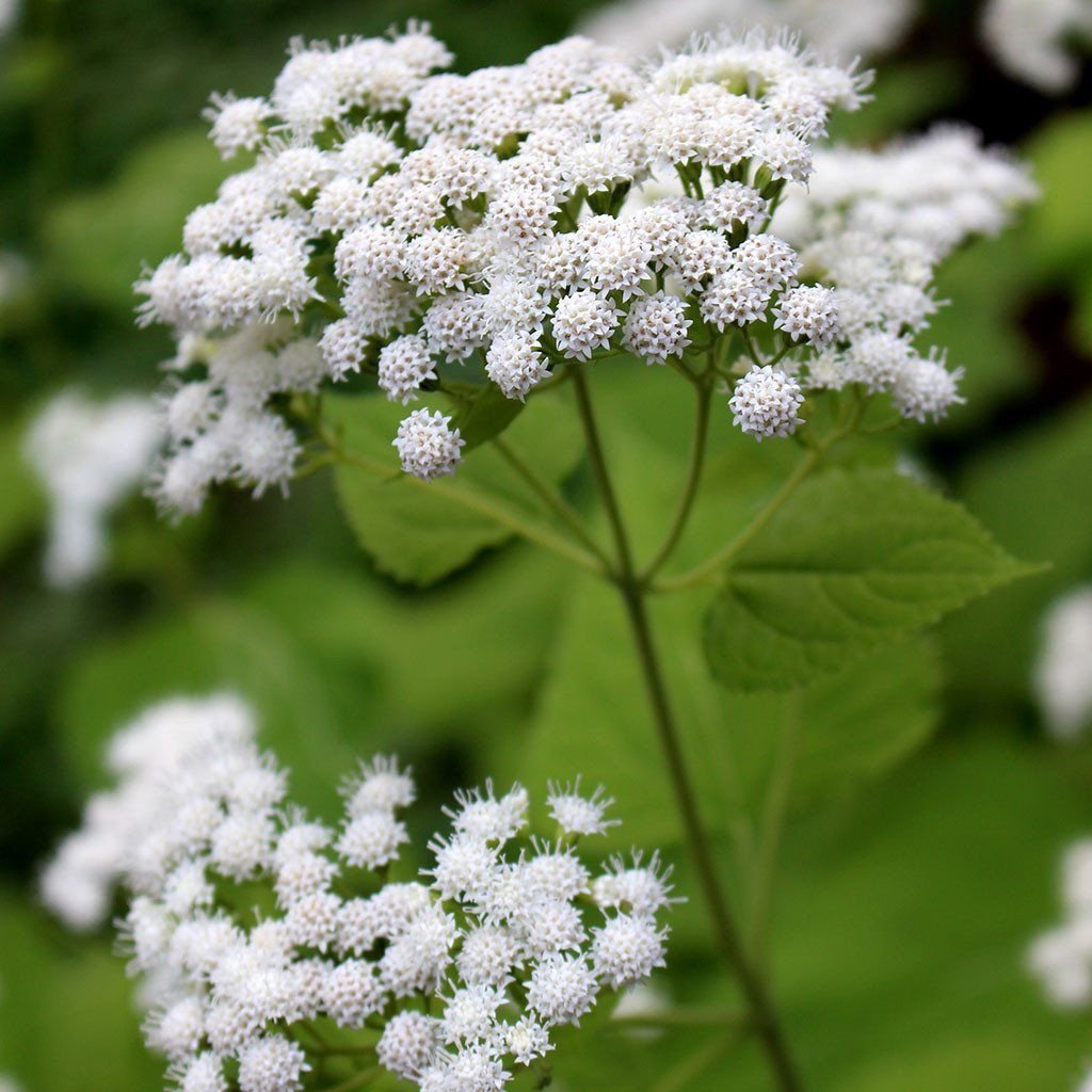 White Snakeroot