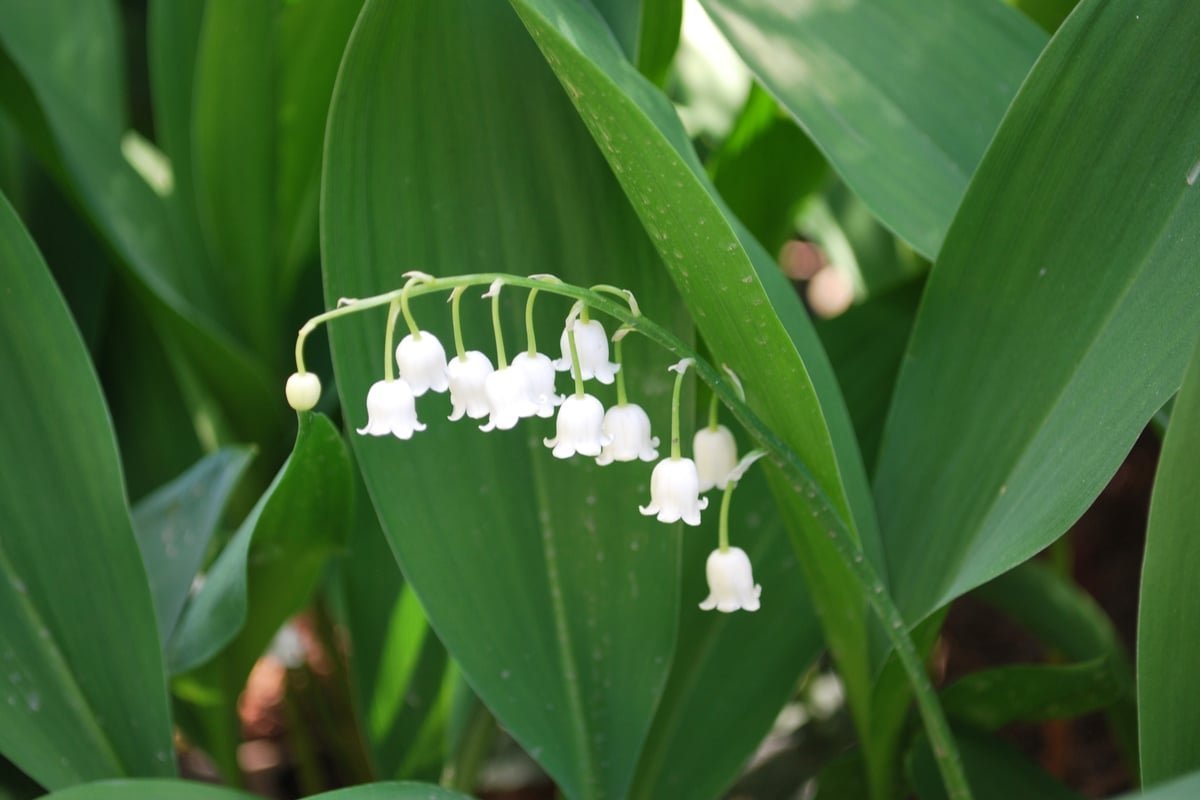 Ландыш горный Convallaria Montana