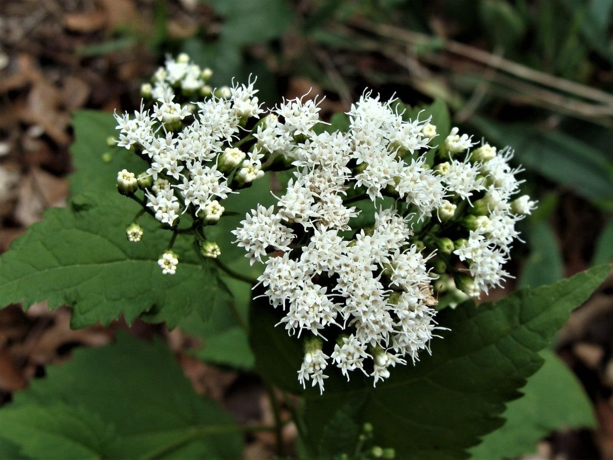 White Snakeroot