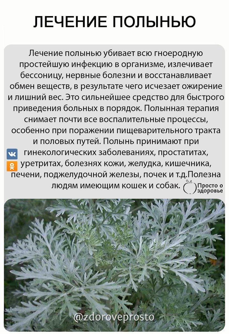 Полынь обыкновенная сухая