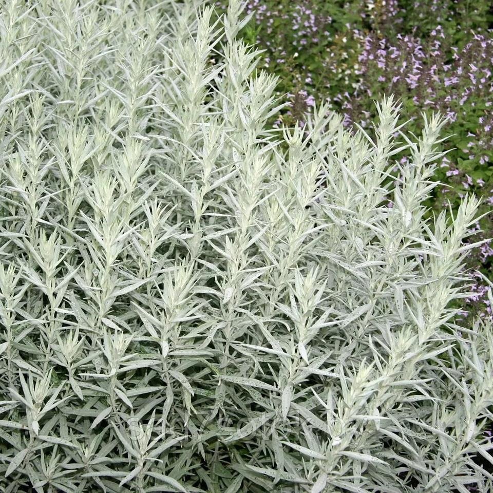 Полынь Людовика Silver Queen