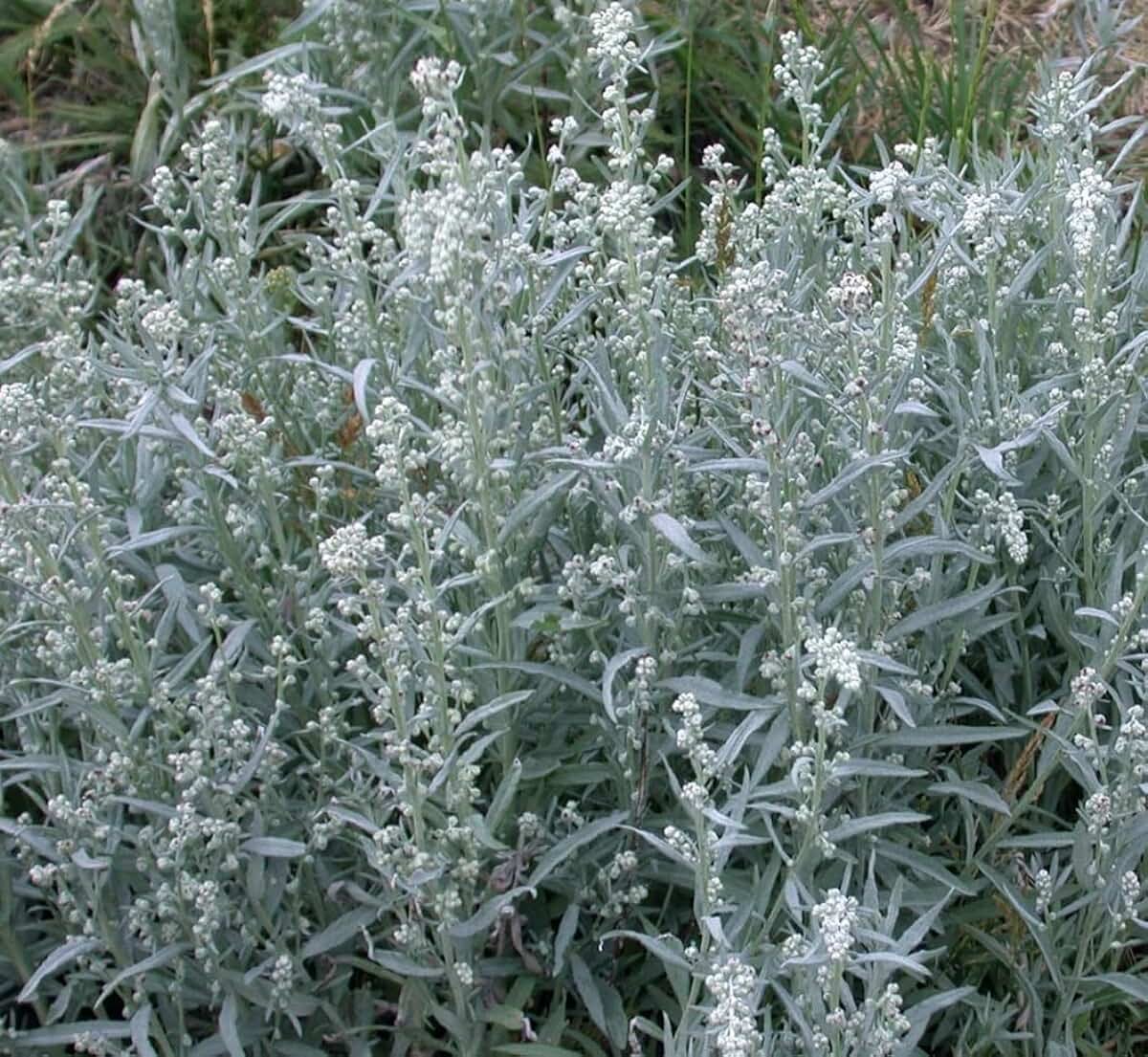 Полынь Людовика Artemisia ludoviciana р9