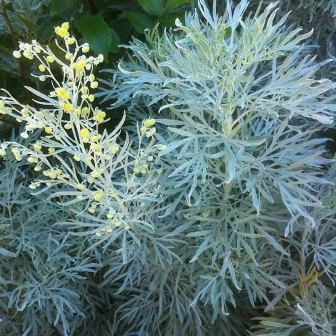 Полынь горькая (Artemisia absinthium)परव