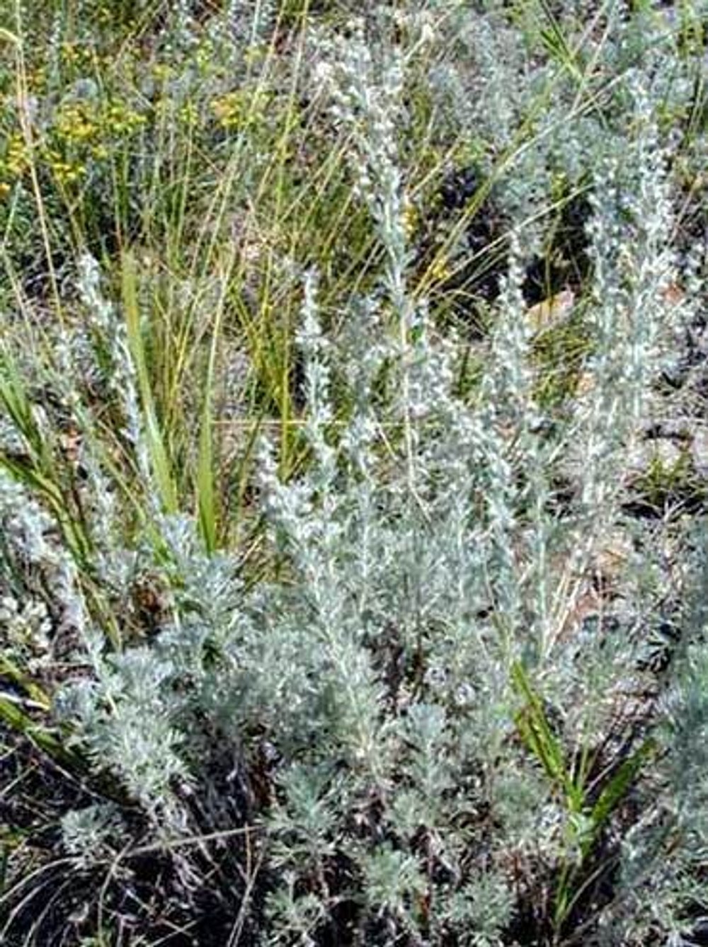 Полынь холодная Artemisia frigida