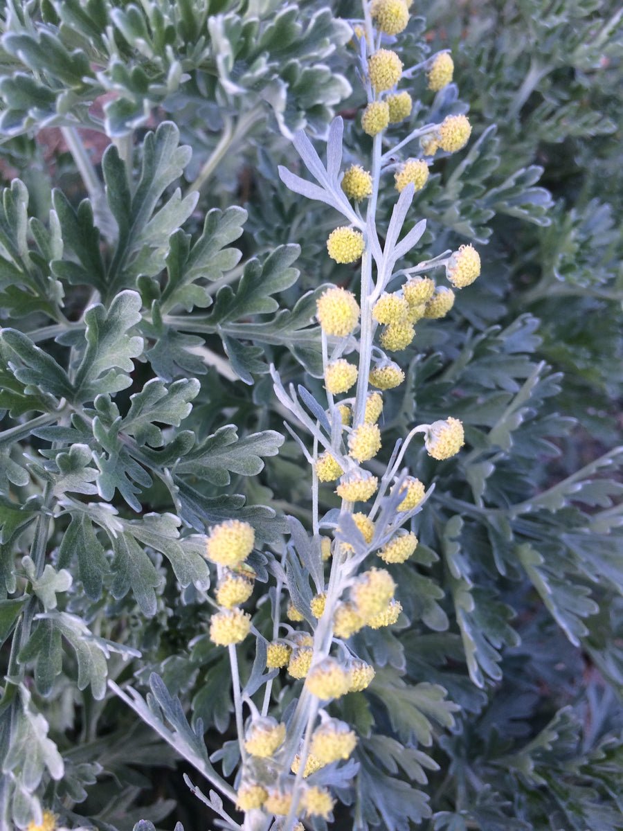 Полынь горькая Artemisia absinthium l.