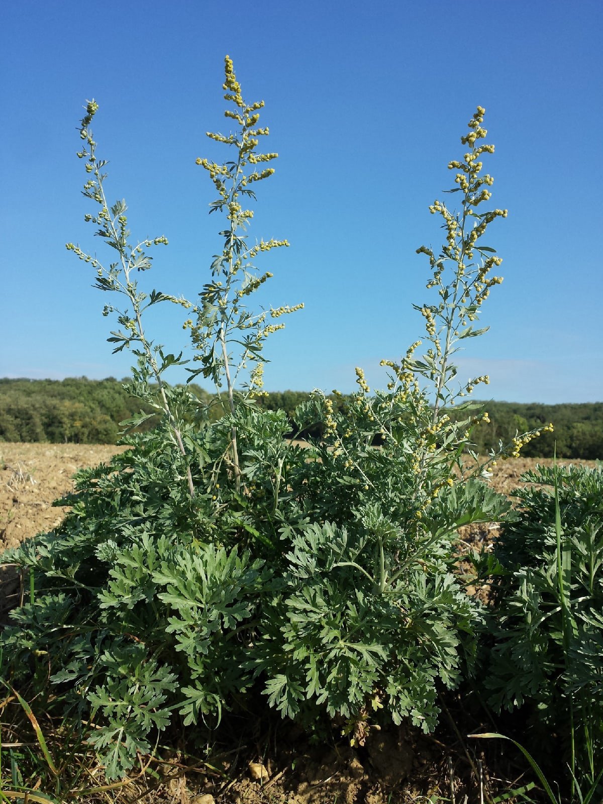 Artemisia pectinata