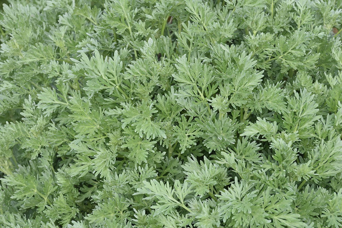 Полынь Луизианская / absinthium Louisiana
