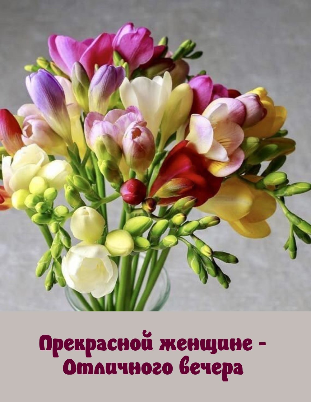 Фрезия в зимнем