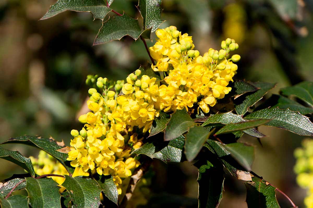 Магония падуболистная Mahonia aquifolium