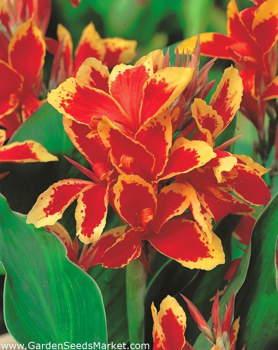 Канна (canna) Lucifer