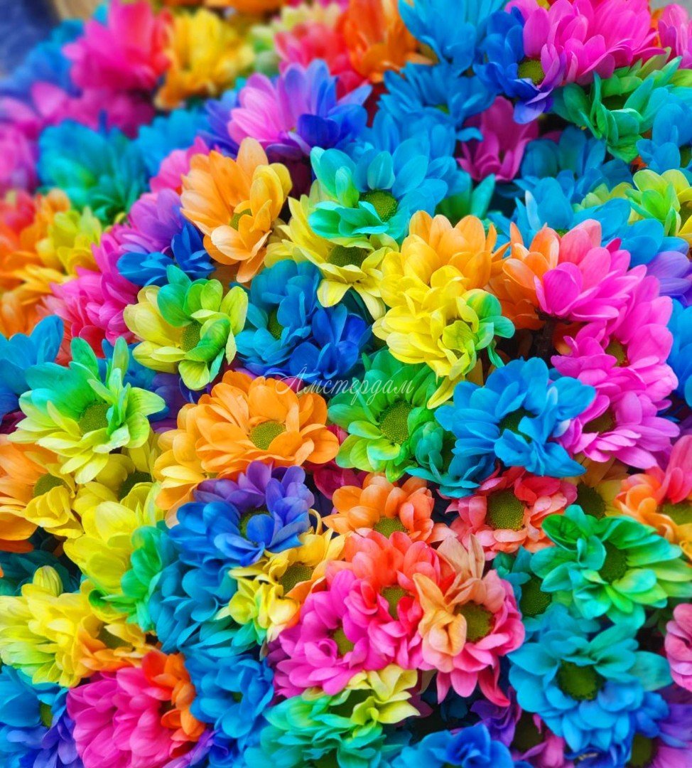 Цветной май. Радужные хризантемы кустовые. Разноцветные цветы. Мелкие разноцветные цветочки. Яркие разноцветные цветы.