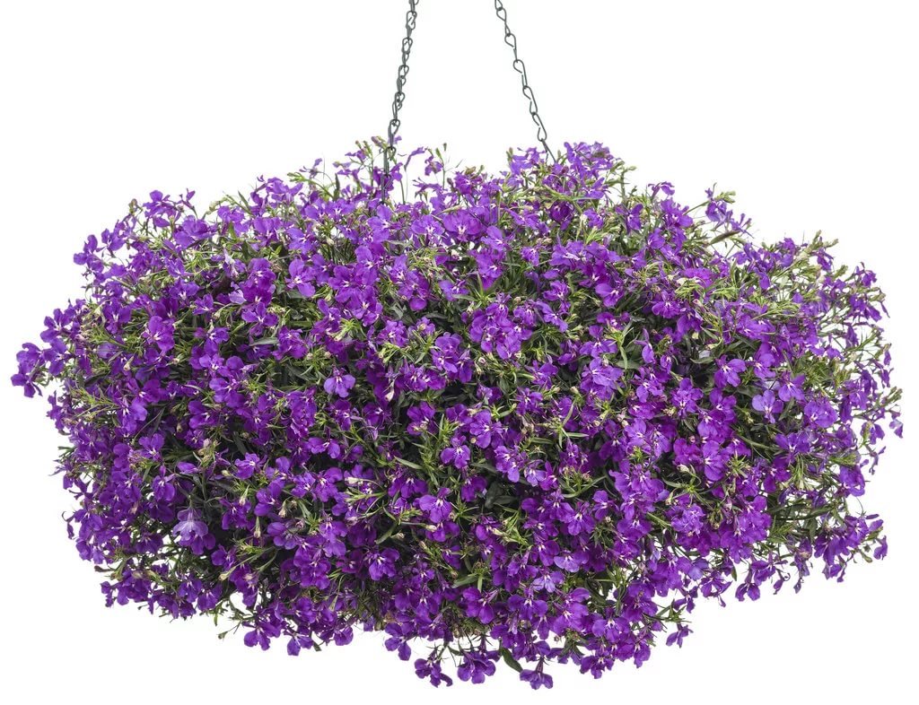Лобелия ампельная