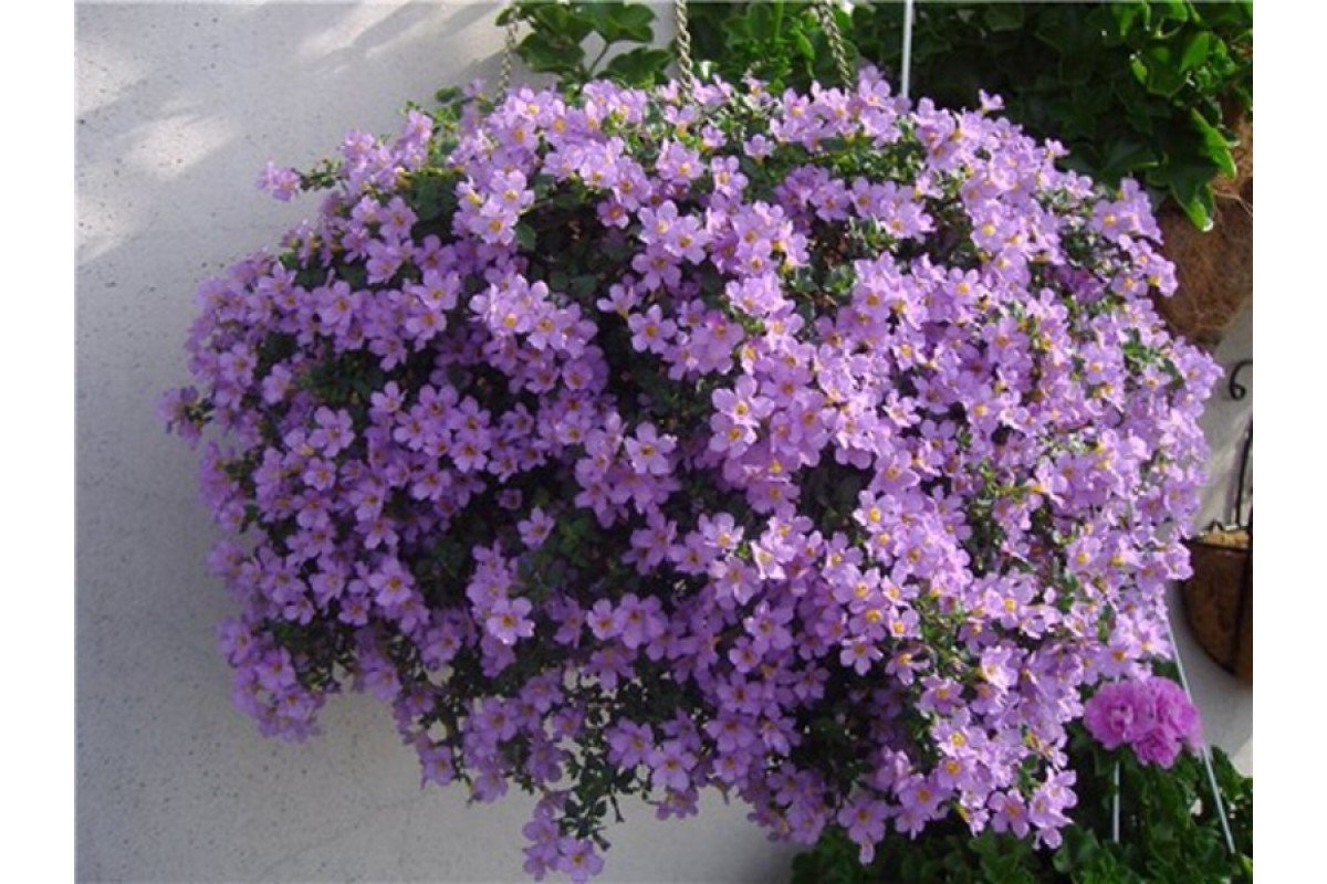 Бакопа ампельная