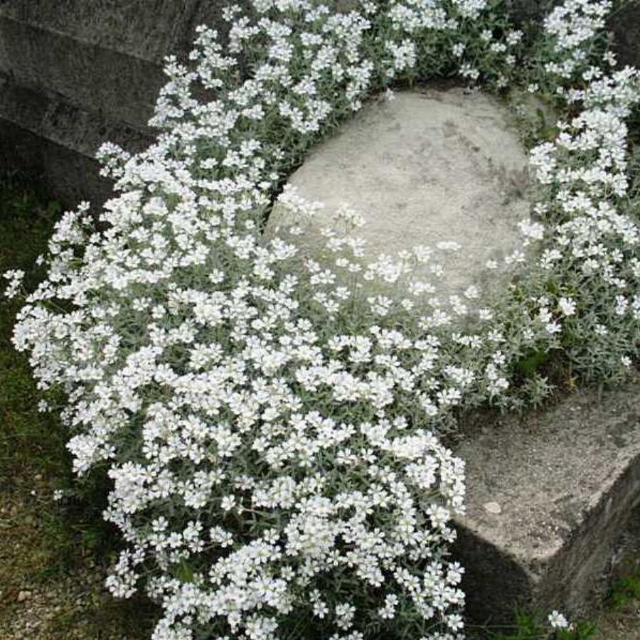 Ясколка войлочная columnae