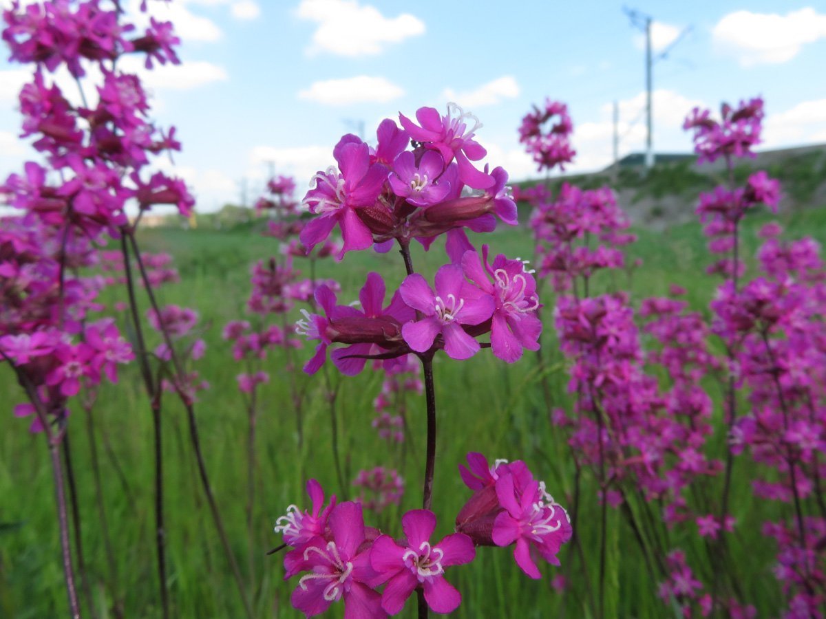 Смолка обыкновенная Viscaria vulgaris