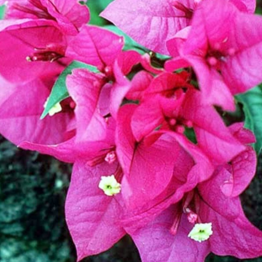 Бугенвиллия Tropical