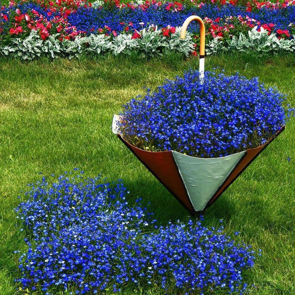 Лобелия бордюрная