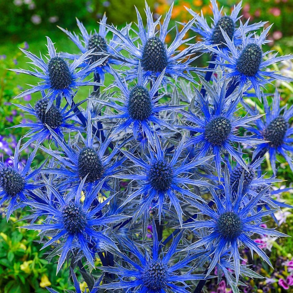 Синеголовник (Eryngium)