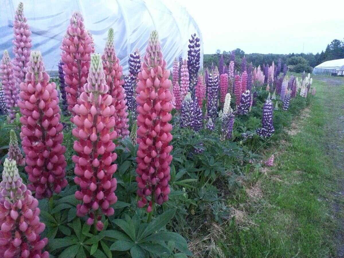 Lupinus Russell "Kastellan"