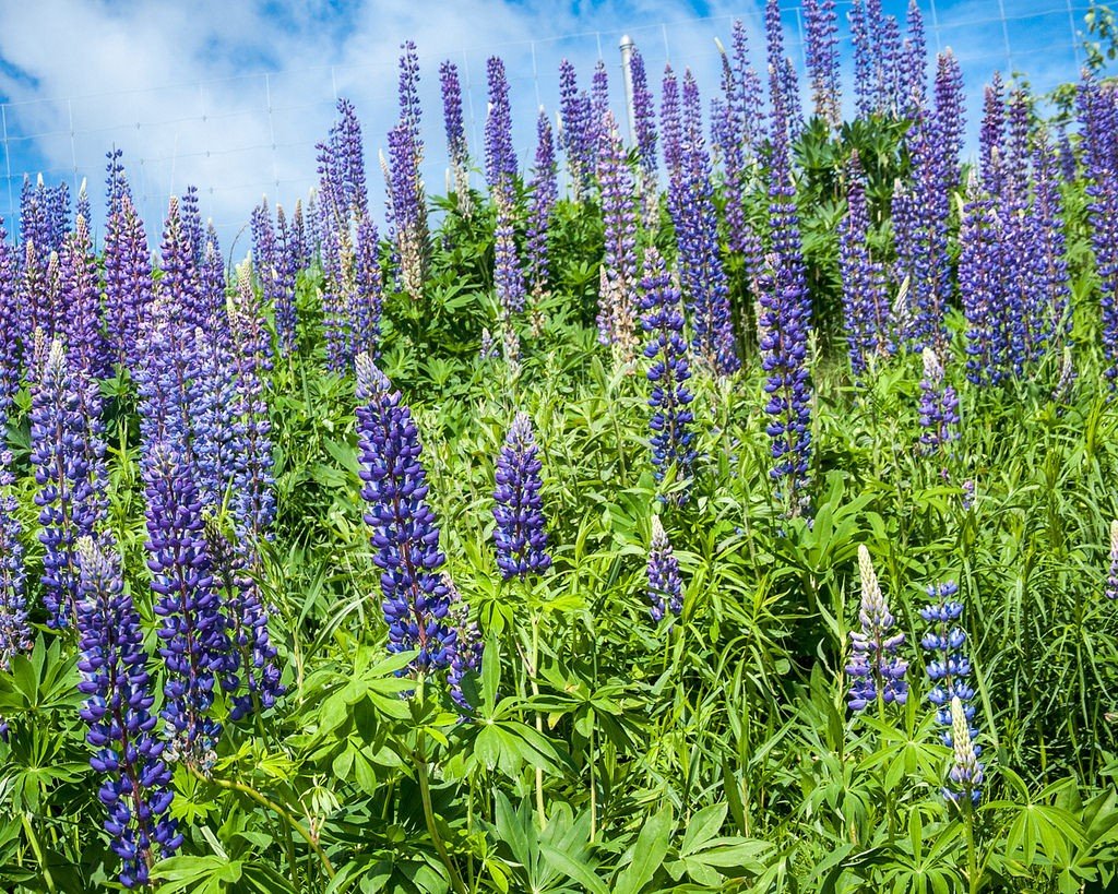 Lupinus mutabilis