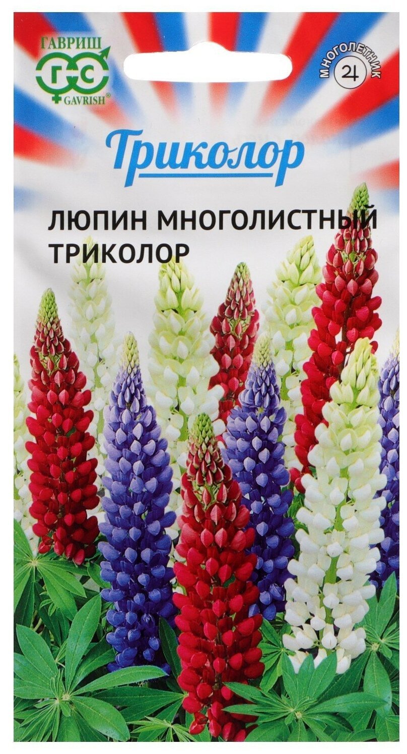 Люпин минарет Гавриш