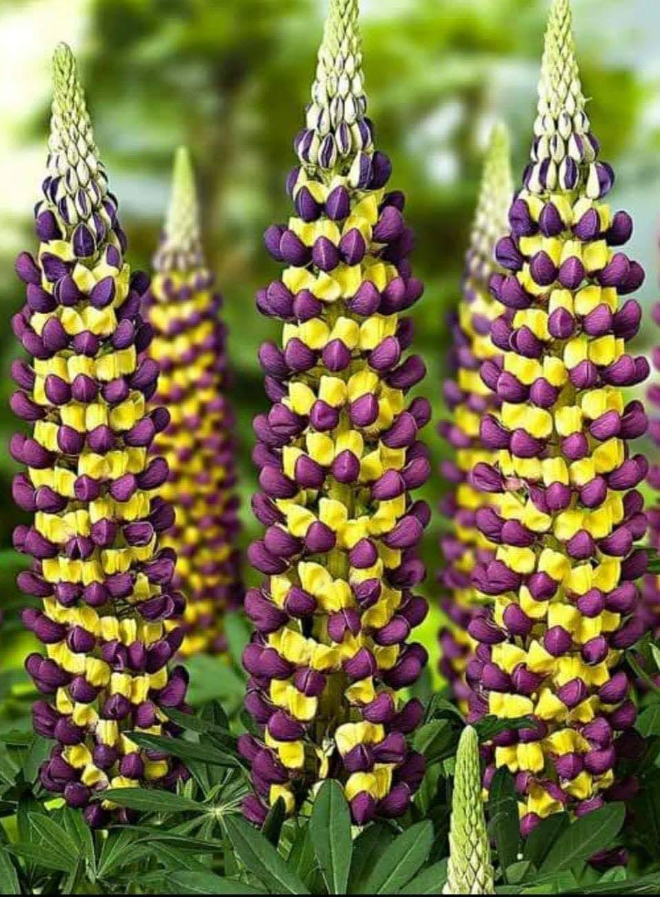 Люпин Lupinus Purple/Yellow