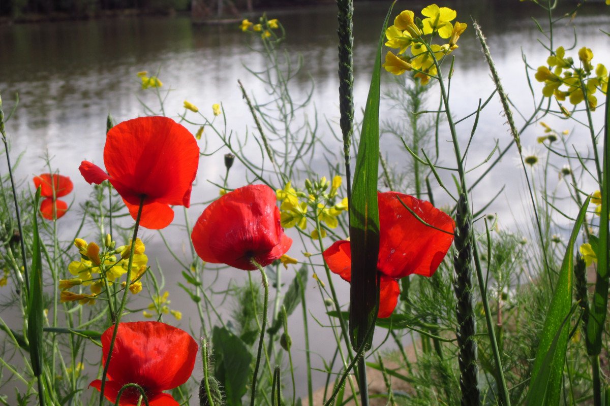 Les Coquelicots (маки)