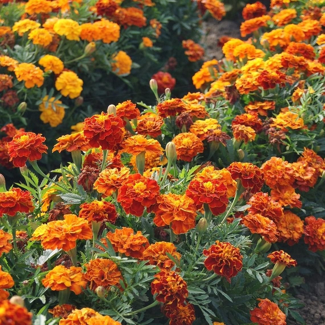 Бархатцы Фиеста Marigold Fiesta