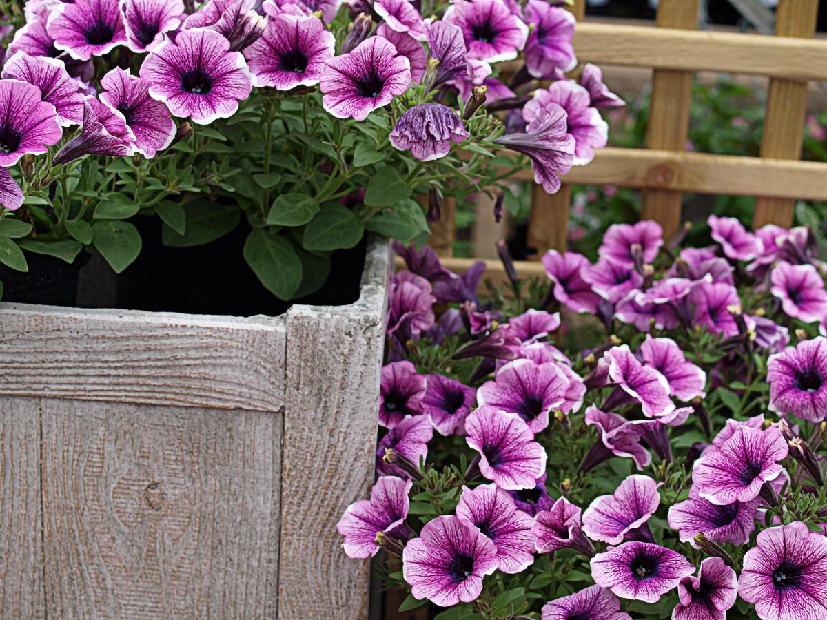 Петуния Garden Beauty Violet