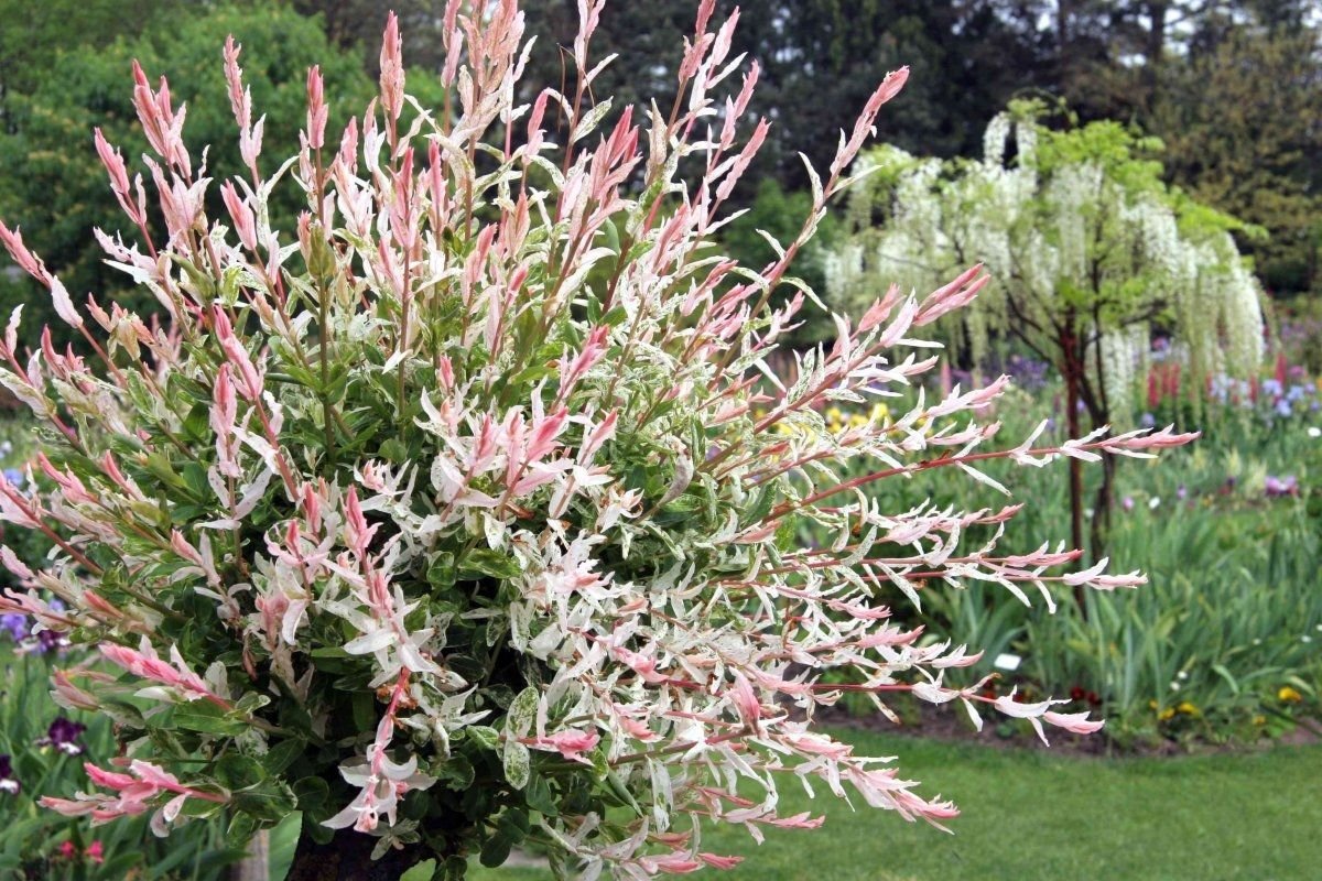 Ива цельнолистная (Salix Integra Hakuro Nishiki)