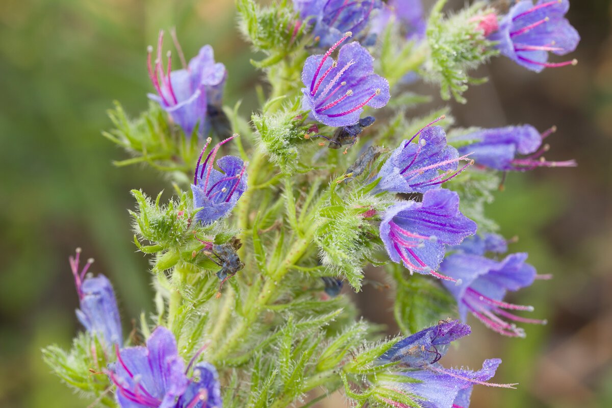 Синяк обыкновенный— Echium vulgare l.